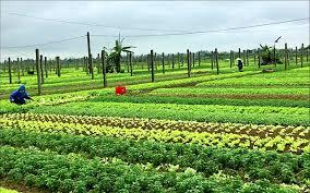 Một trong những ngành kinh tế mũi nhọn đang được cực nhiều ưu đãi toàn diện từ phía nhà nước là kinh tế nông nghiệp và trang trại.